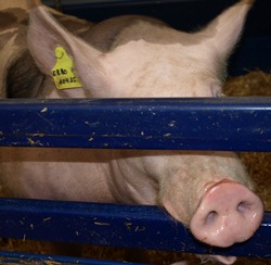 Marktpreise Schlachtschweinepreise