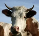 Milchbauern erhalten 6 Mio.  zustzlich als einmalige Untersttzung