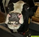 Milchbauern fhren Khe zur Schlachtbank