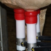 Milchproduktion in Niedersachsen
