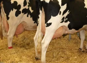 Milchviehbestand Niedersachsen 2014
