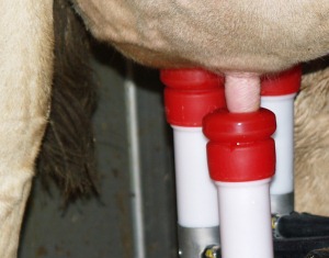 Milchviehhaltung NRW 2021