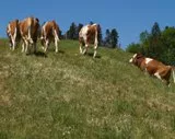 Milchviehhaltung im Freiland