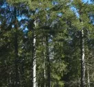 Miller startet Pilotprojekt zur Waldneuordnung
