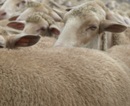 Millionen Nutztiere erfroren: UN hilft der Mongolei