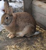 Ministerin Conrad: Bundesregierung muss endlich Tierschutz fr Kaninchenhaltungen umsetzen
