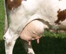 Moosbrugger: Silberstreif am Milchmarkt  Absatz weiter ankurbeln