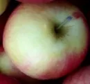 Mostereien beklagen schlechte Apfelernte