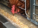 NRW: 14,6 Prozent weniger Hennen in Kfighaltung