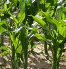 Nachwachsende Rohstoffe und Fruchtfolgegestaltung: Winterzwischenfrchte und Nachbau-Mais fr die Biogasanlage