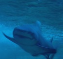 Nchste Woche erster Spatenstich fr umstrittene Delfin-Lagune