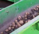 Nsse verzgert Genkartoffelernte im Nordosten 