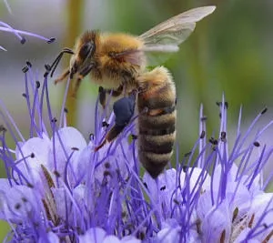 Nahrungsangebot fr Bienen