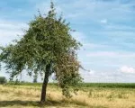 Naturschtzer warnen vor Obstbaumsterben