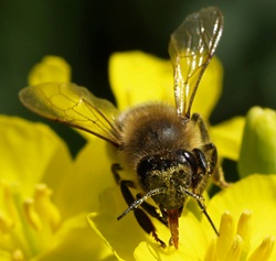 Neonikotinoide Bienensterben