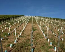 Neuanpflanzung Weinreben