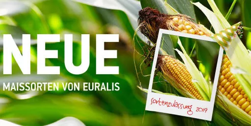Neue Maissorten von EURALIS