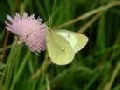 Neue VDI-Richtlinie: Methoden fr die Beobachtung von Umweltwirkungen gentechnisch vernderter Pflanzen auf Schmetterlinge vorgelegt 