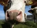 Neugierige Kuh 