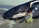 Neun gestrandete Wale in Neuseeland gerettet