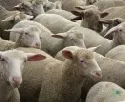 Neuseeland - Lammfleischexporte zurckgegangen