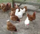 Niederlande: Hennenbestnde wachsen