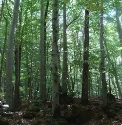 Niederschsischer Wald
