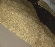 Ntzlingseinsatz gelagertes Getreide