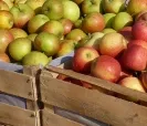 Obstbauern erwarten etwas geringere Apfelernte in Bayern