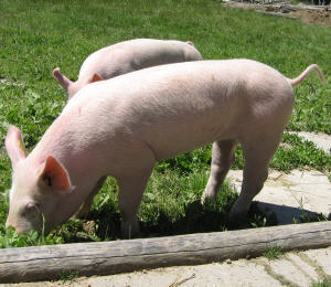 Ökologische Schweinehaltung