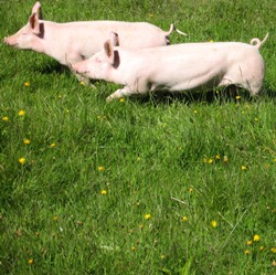 kologische Schweinehaltung