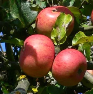 kologischer Apfelanbau