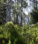 kosystem Wald