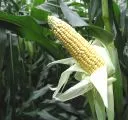 sterreich zieht Studie ber Langzeitfolgen von gentechnisch verndertem Mais zurck