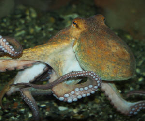 Oktopus - Octopus vulgaris