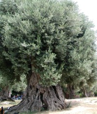Olivenanbau in Italien