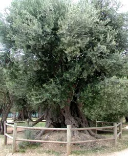 Olivenbaumschdling Xylella-fastidiosa