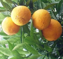 Orangenernte 2019
