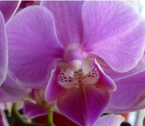 Orchideenarten
