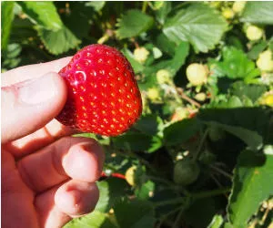 PFC verseuchte Erdbeeren
