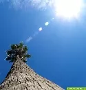 Palme in der Sonne 