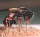 Parasitische Wespen
