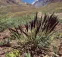 Patagonische Grser