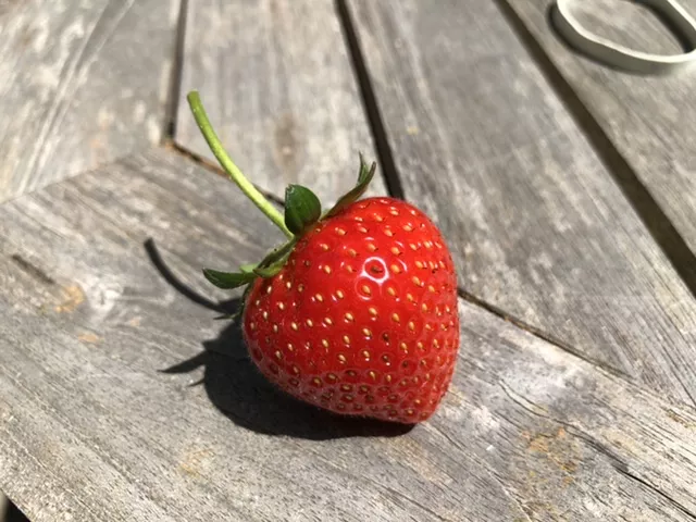Pestizidrückstände in Erdbeeren