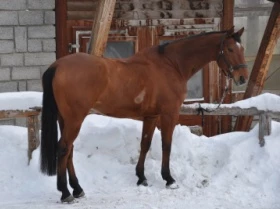 Pferdehaltung im Winter