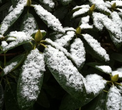 Pflanzen im Frost