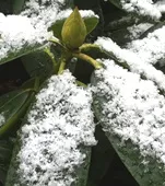 Pflanzen im Winter