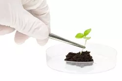 Pflanzenbiotechnologie