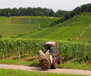 Pflanzenschutz im Weinbau