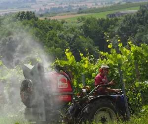 Pflanzenschutz im Weinbau